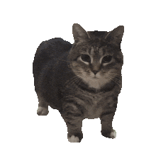 cat going nutz